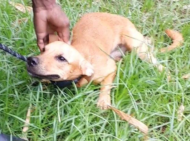 Hunter — available for adoption at TTSPCA Tobago
